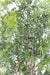 Kunstig Aralia Ming Plant 180Cm Indendørs Udendørs