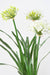 Kunstig Agapanthus Plante 90Cm Hvid