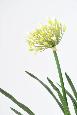 Kunstig Agapanthus Plante 90Cm Hvid