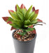 Kunstig Plante Agave Kaktus Udendørs 35Cm