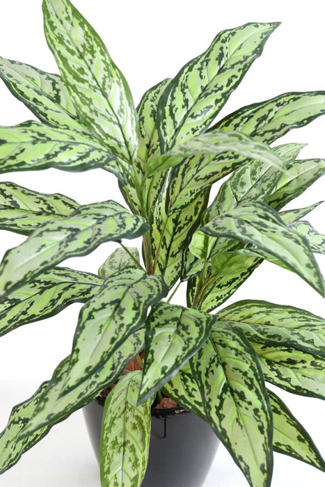 Kunstig Plante Aglaonema 80 Cm Til Indendørs