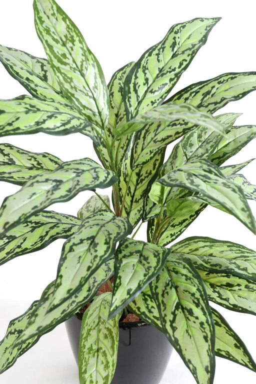Kunstig Plante Aglaonema 80 Cm Til Indendørs
