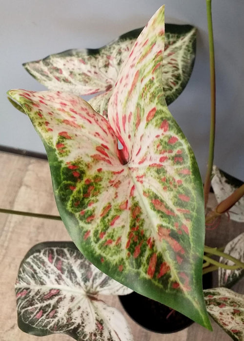 Kunstig Alocasia Plante 75 Cm Til Indendørs