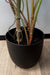 Kunstig Alocasia Plante 75 Cm Til Indendørs