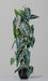 Kunstig Alocasia Plante 80Cm I Grøn Potte