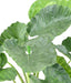Kunstig Plante Alocasia Calidora 65Cm Interiørdekoration