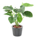 Kunstig Plante Alocasia Calidora 65Cm Interiørdekoration