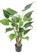 Kunstig Plante Alocasia Cucullata 80Cm Indvendig Dekoration