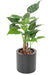 Kunstig Plante Alocasia Cucullata 80Cm Indvendig Dekoration