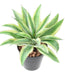 Kunstig Plante Aloe Cactus Indendørs 27Cm Grøn