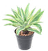 Kunstig Plante Aloe Cactus Indendørs 27Cm Grøn
