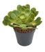 Kunstig Plante Aloe Cactus Grøn 18 Cm