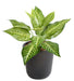 Kunstig Plante Aphelandra 30Cm Til Dekoration