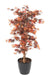 Kunstig Plante Aralia Rød 150 Cm Til Indendørs
