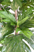 Kunstig Plante Brødfrugt H.200Cm Grøn