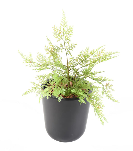 Kunstig Plante Aspargesstav 34 Cm Grøn