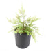 Kunstig Plante Aspargesstav 34 Cm Grøn