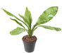 Kunstig Asplenium Plante 45 Cm Til Indendørs
