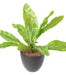 Kunstig Asplenium Plante Indendørs 70Cm Grøn