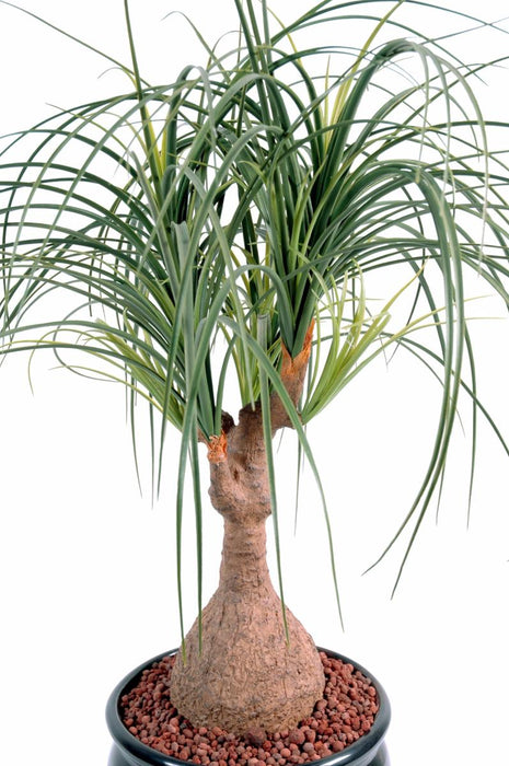 Kunstig Plante Beaucarnea H75Cm Til Indendørs