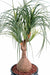 Kunstig Plante Beaucarnea H75Cm Til Indendørs