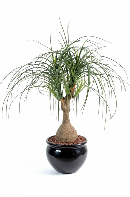 Kunstig Plante Beaucarnea H75Cm Til Indendørs