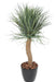 Kunstig Plante Beaucarnea Elefantfod 116Cm