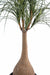 Kunstig Plante Beaucarnea Elefantfod 125Cm