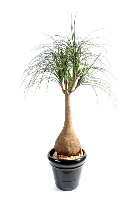 Kunstig Plante Beaucarnea Elefantfod 125Cm
