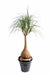 Kunstig Plante Beaucarnea Elefantfod 125Cm