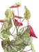 Kunstig Plante Begonia Maculata 70Cm Grøn Rød