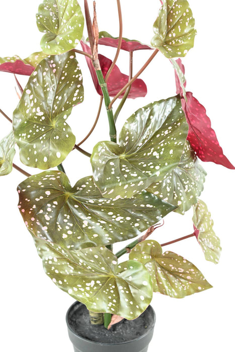 Kunstig Plante Begonia Maculata 70Cm Grøn Rød