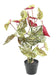 Kunstig Plante Begonia Maculata 70Cm Grøn Rød