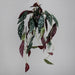 Kunstig Plante Begonia Muculata Hængende 90Cm