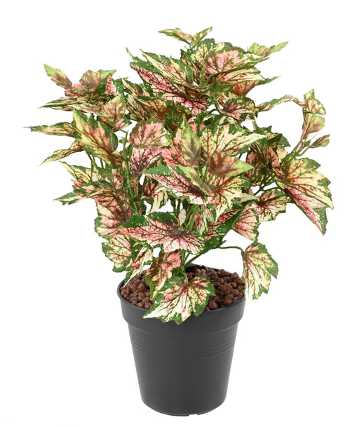 Kunstig Plante Begonia Rex 37 Cm Broget