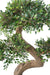 Kunstig Plante Bonsai Elm 90 Cm Indvendig Dekoration