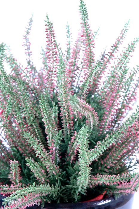 Kunstig Plante Pink Lyng I Potte 35Cm