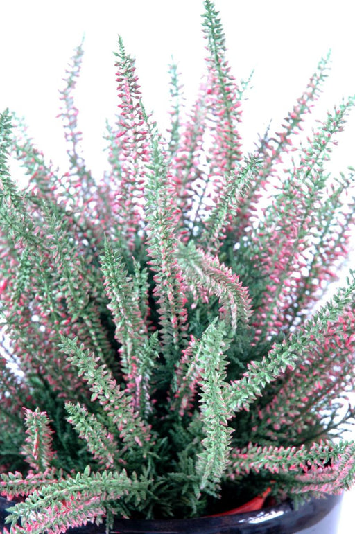 Kunstig Plante Pink Lyng I Potte 35Cm
