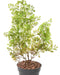 Kunstig Plante Buxus Stake 50Cm Mørkegrøn