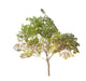 Kunstig Plante Buxus Stake 50Cm Mørkegrøn