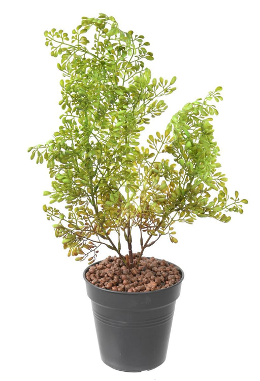 Kunstig Plante Buxus Stake 50Cm Mørkegrøn