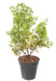 Kunstig Plante Buxus Stake 50Cm Mørkegrøn