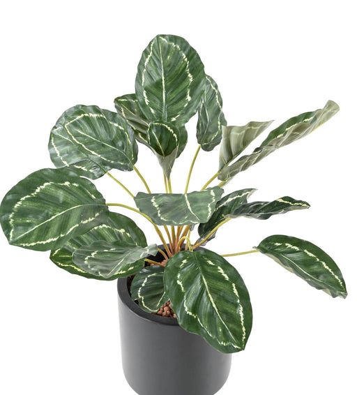 Kunstig Plante Calathea 19 Blade H.55Cm