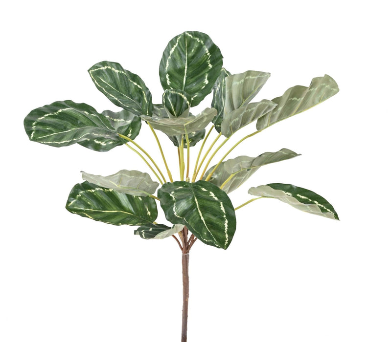 Kunstig Plante Calathea 19 Blade H.55Cm