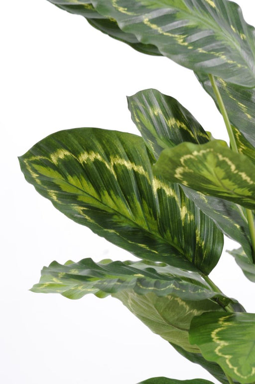 Kunstig Plante Calathea Roseopicta 70Cm Grøn