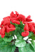 Kunstig Calceolar Plante Rød H.30 Cm