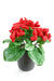 Kunstig Calceolar Plante Rød H.30 Cm