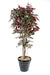 Kunstig Plante Capensia 170Cm Indvendig Dekoration