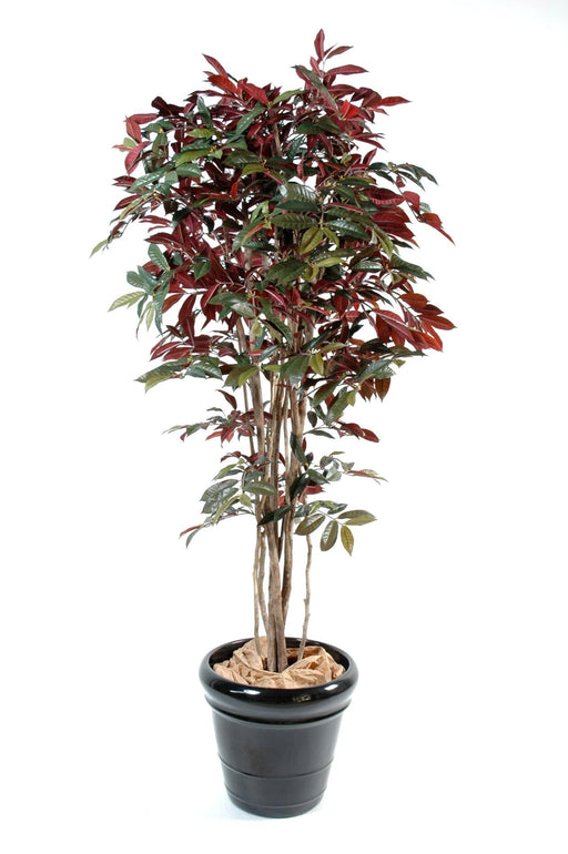 Kunstig Plante Capensia 170Cm Indvendig Dekoration