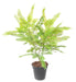 Kunstig Plante Cassia H.75Cm Indendørs Udendørs